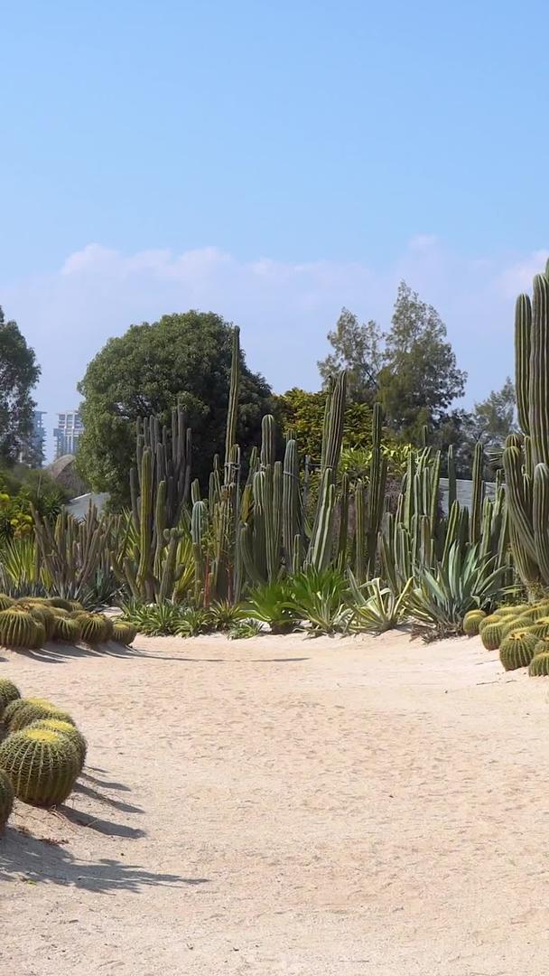 厦门植物园沙生植物区视频的预览图
