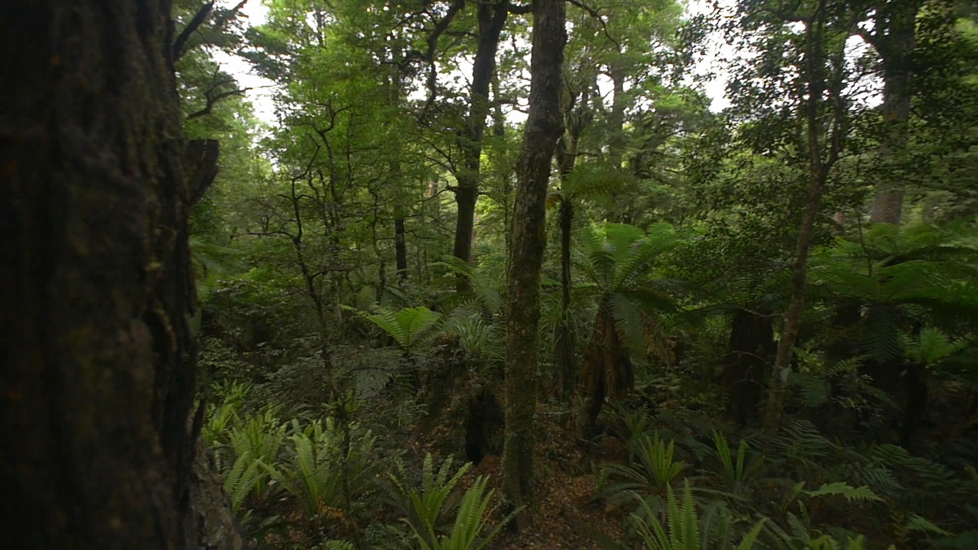 森林树林穿梭视频的预览图