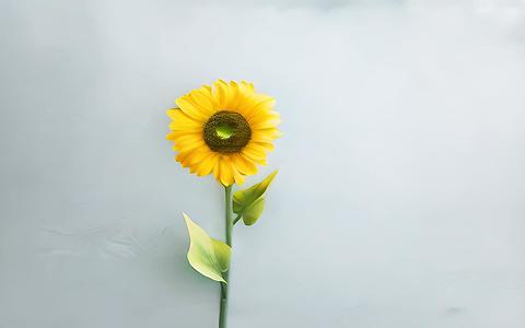 纯色的向日葵背景材料视频的预览图