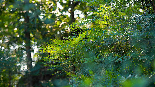 4k实拍唯美自然风光阳光下的树叶空镜头视频的预览图