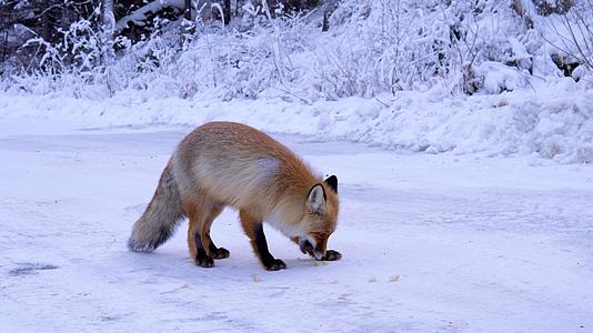 新疆喀纳斯网红小狐狸视频的预览图