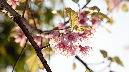 在春天的阳光下逆光拍摄美丽的粉色樱花视频的预览图