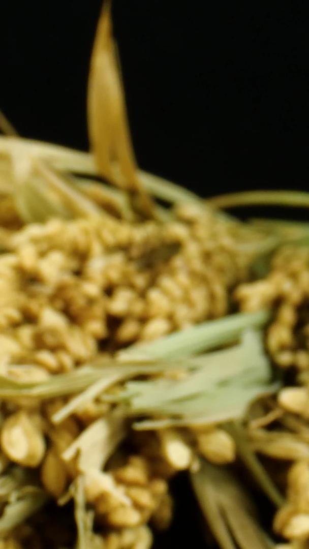稻穗大米稻粮视频的预览图