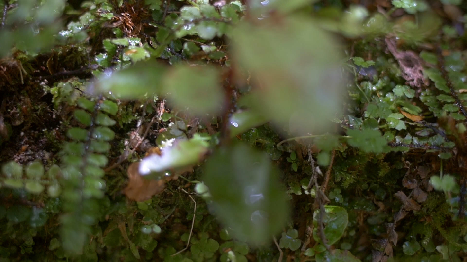 森林树林里的湿漉漉野草视频的预览图