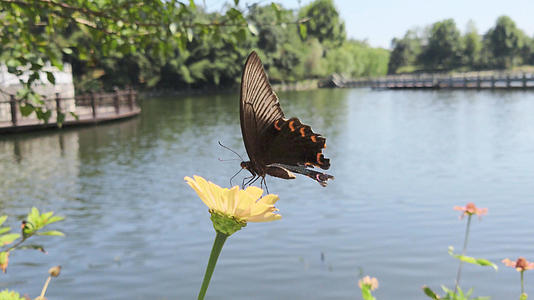 慢动作飞舞的蝴蝶升格摄影动物昆虫自然花草4k素材视频的预览图