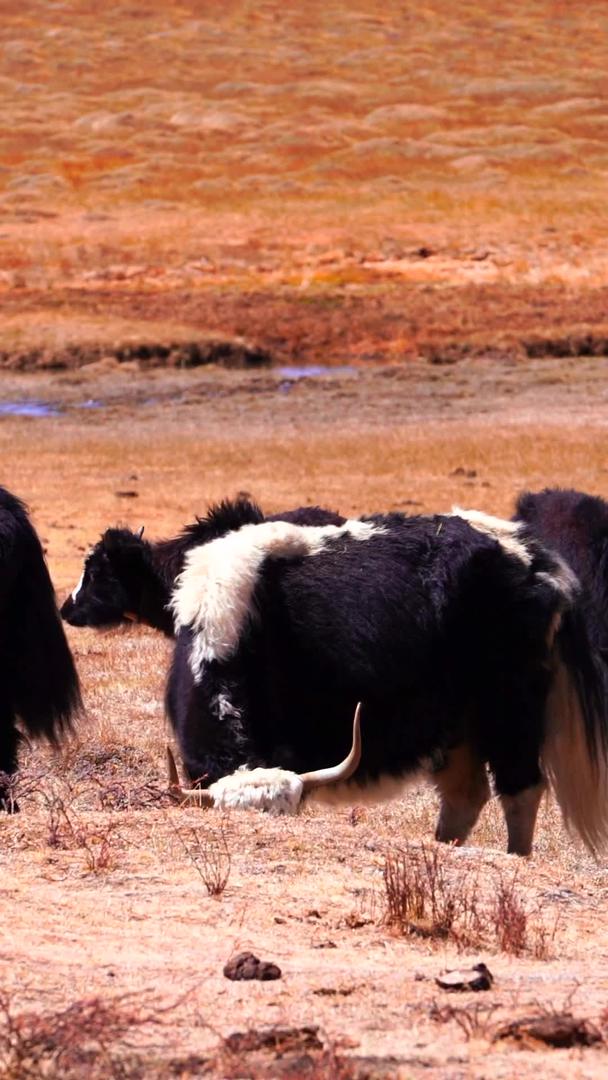 实拍理塘高原牦牛成群成群视频的预览图