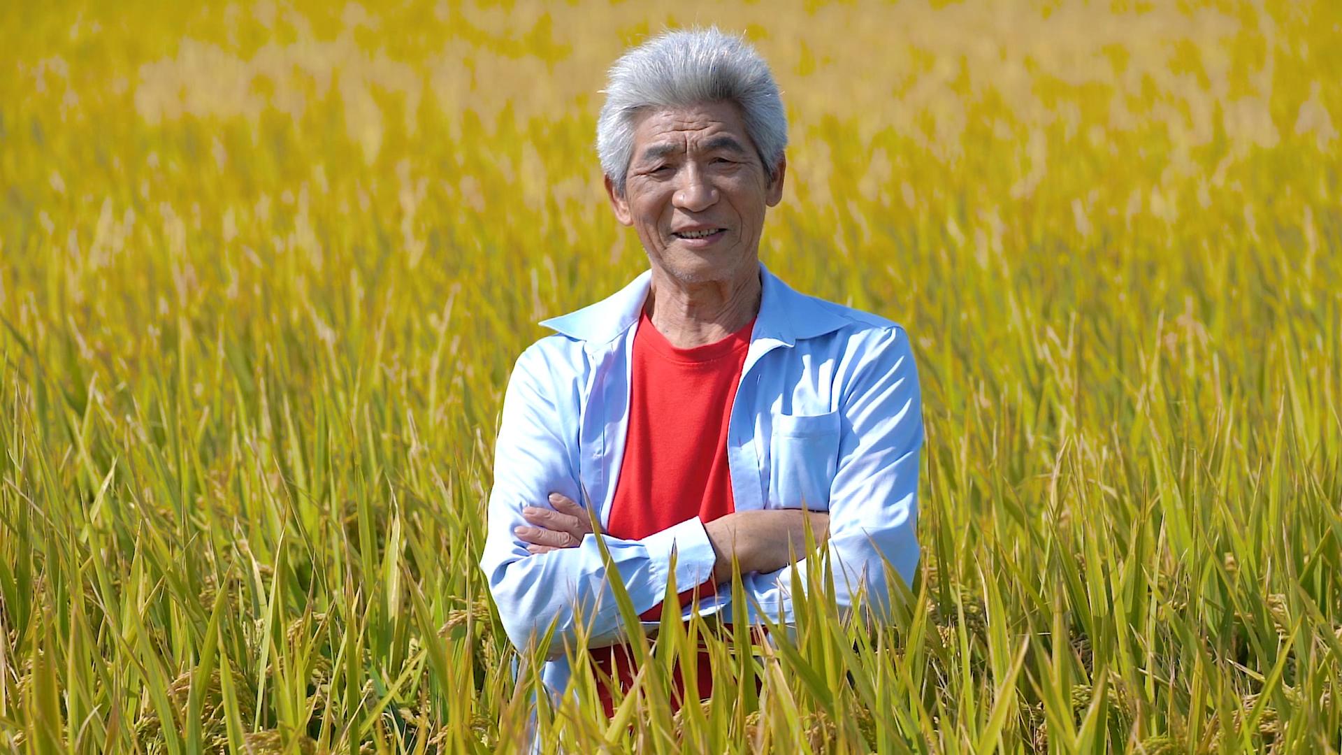 农民在水稻田里抱胸微笑形象视频的预览图
