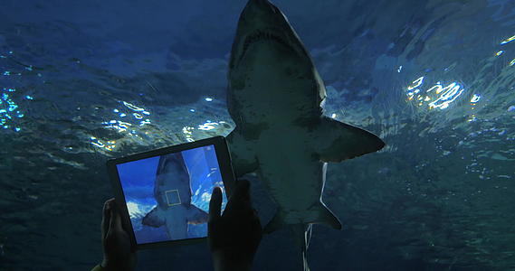 水族馆用数码片射击鲨鱼视频的预览图