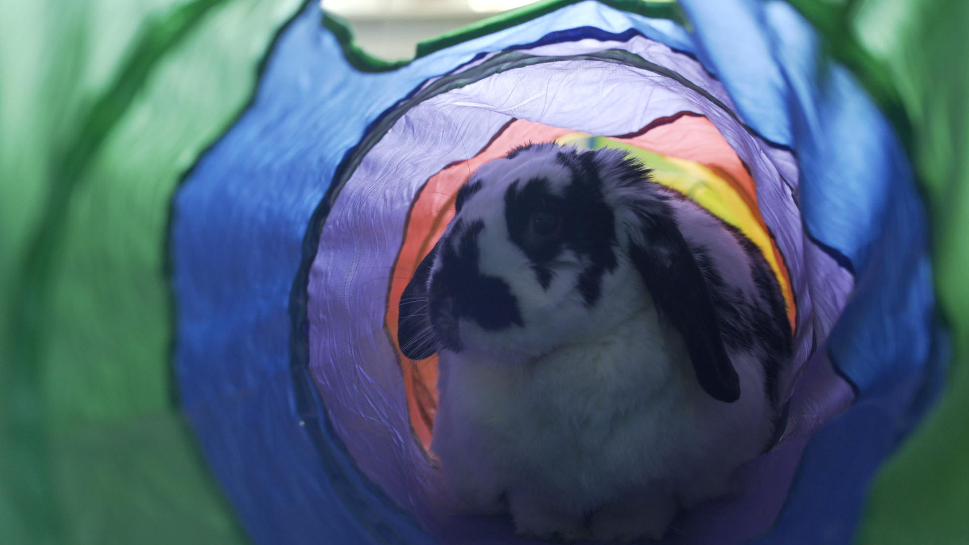 可爱的兔子从管子里跳进来视频的预览图