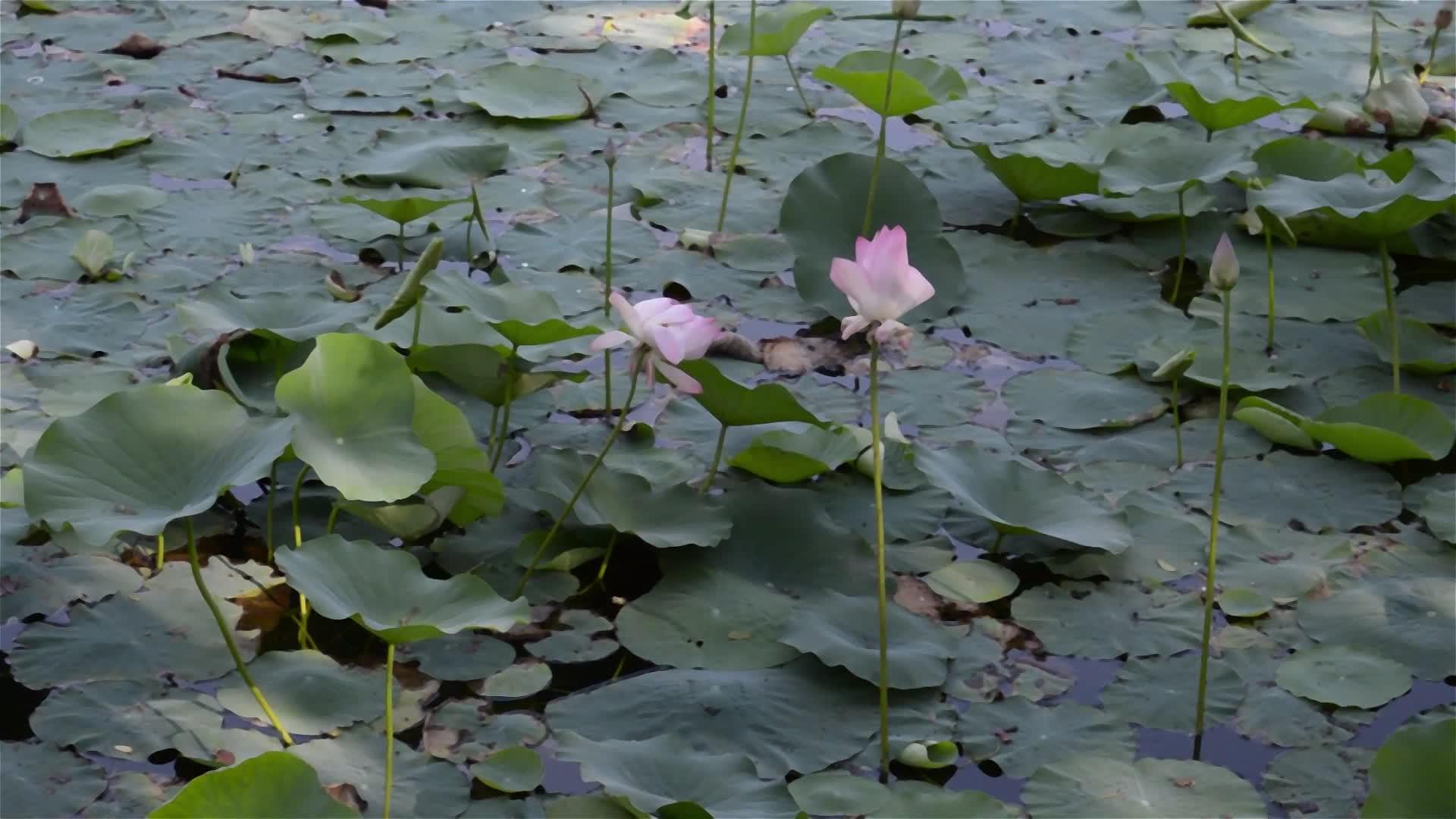 在湿地池塘的水面上绿莲花水百合水生植物有机体视频的预览图