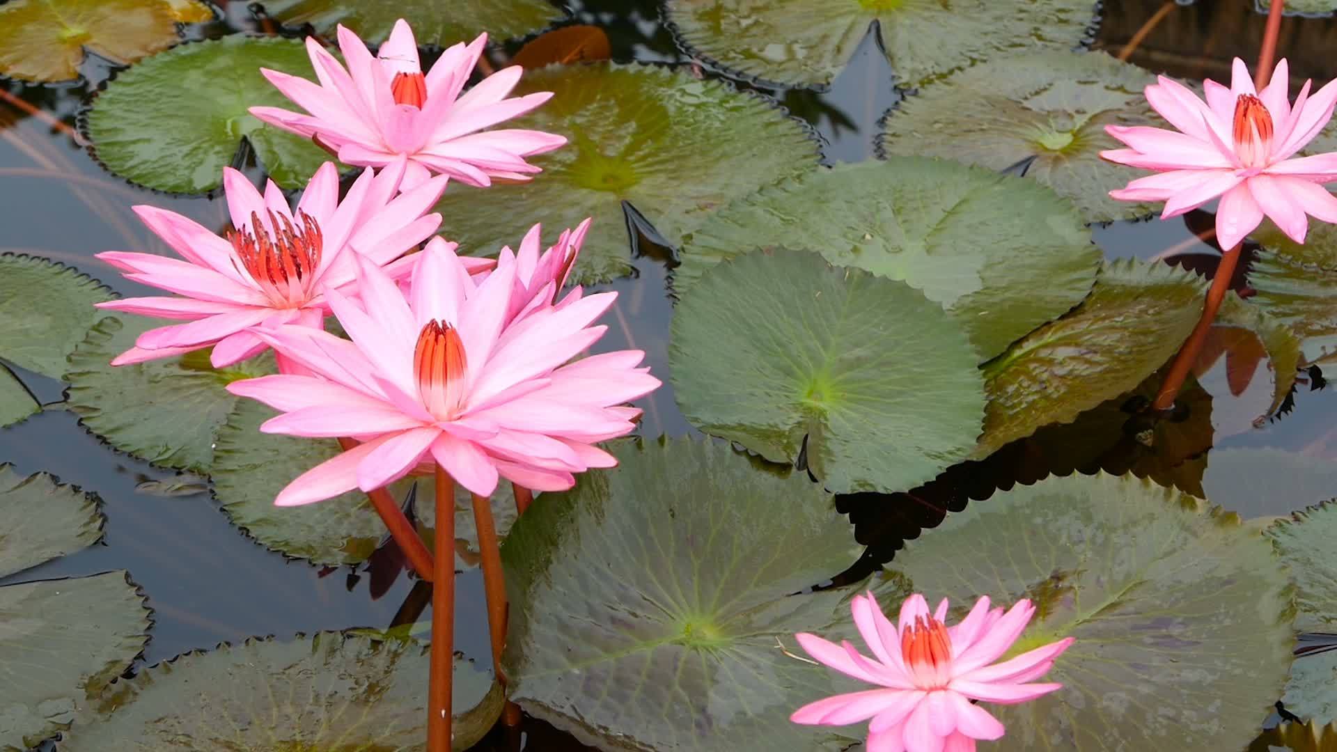 从绿叶上方的粉红色花朵漂浮在宁静的水中这是佛教和宗教视频的预览图