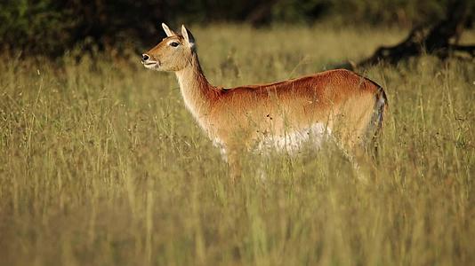 草原上的红羚羊视频的预览图