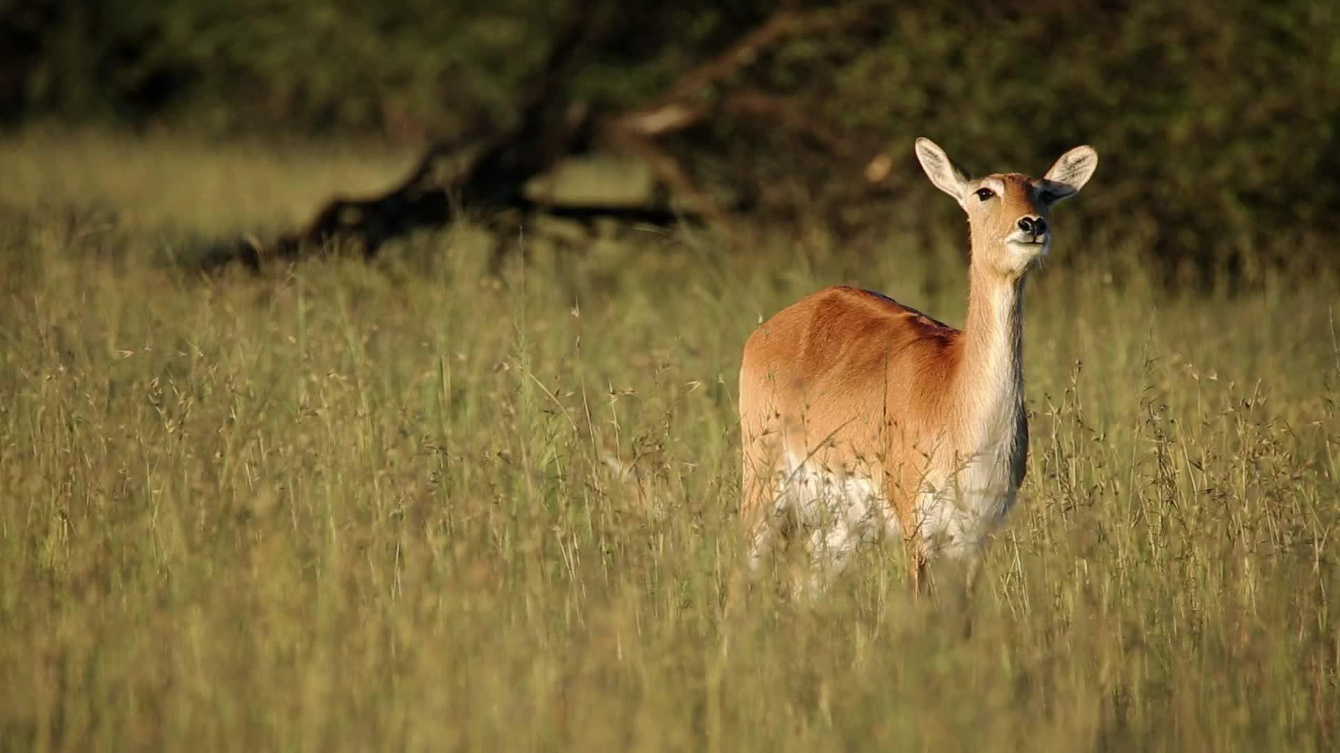 草原上的红羚羊视频的预览图