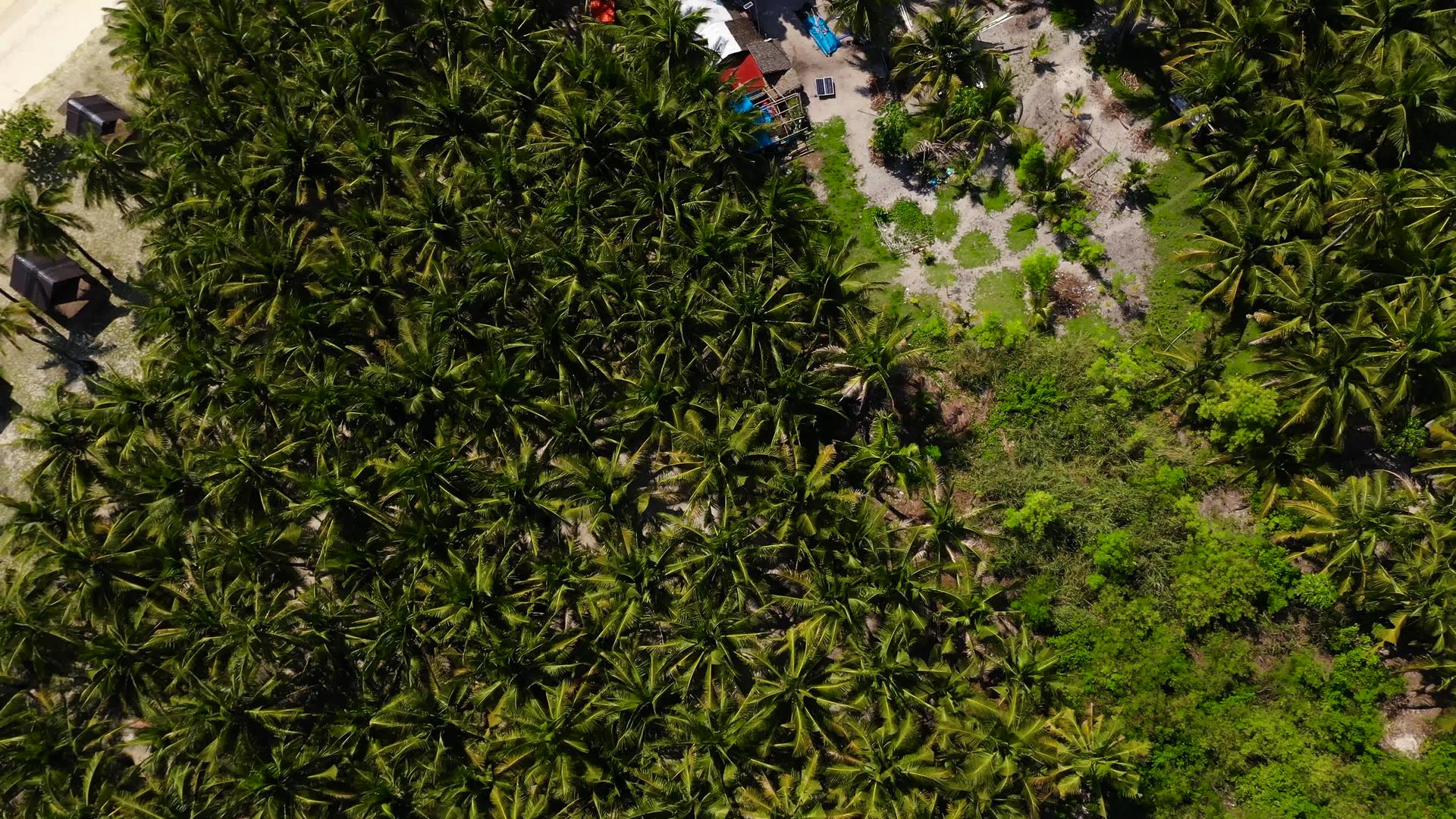 热带岛屿的顶部是棕榈树和绿水视频的预览图