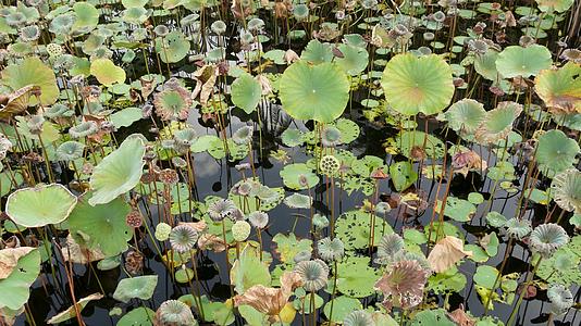 从高大的茎和黑暗的水中从上面的绿黄色荷叶种子湖视频的预览图