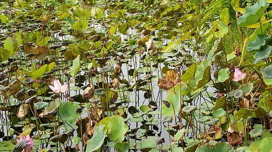 从高大的茎和黑暗的水中从上面的绿黄色荷叶种子湖视频的预览图