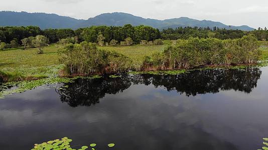 在宁静的湖面上荷叶漂浮在泰国的高山上Samui天堂岛视频的预览图