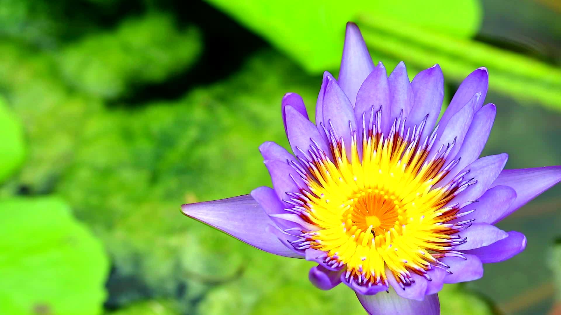 池塘里盛开着紫色的花瓣视频的预览图