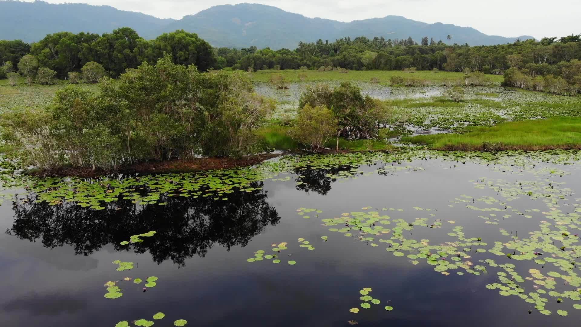 在宁静的湖面上荷叶漂浮在泰国的高山上Samui天堂岛视频的预览图