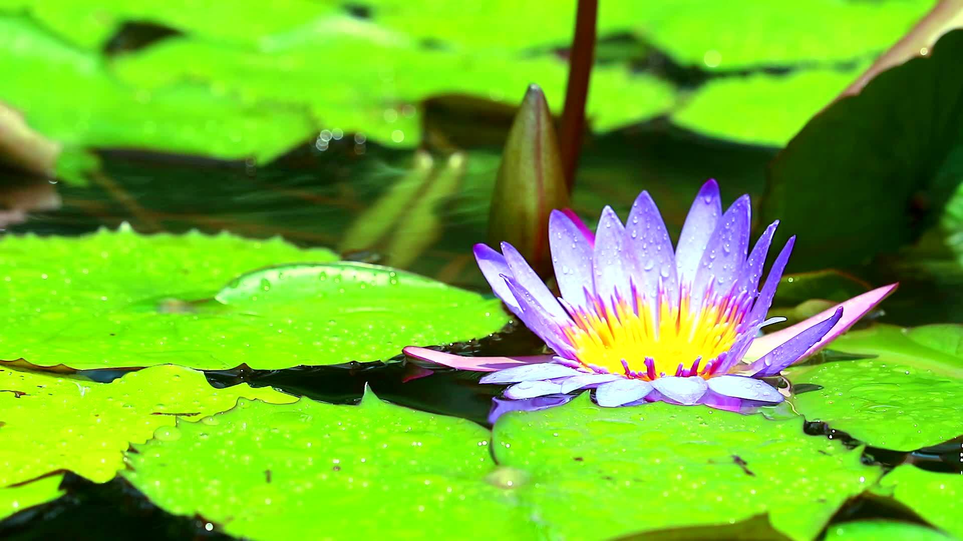 露露紫花在水池里的繁荣叶子上的雨滴视频的预览图