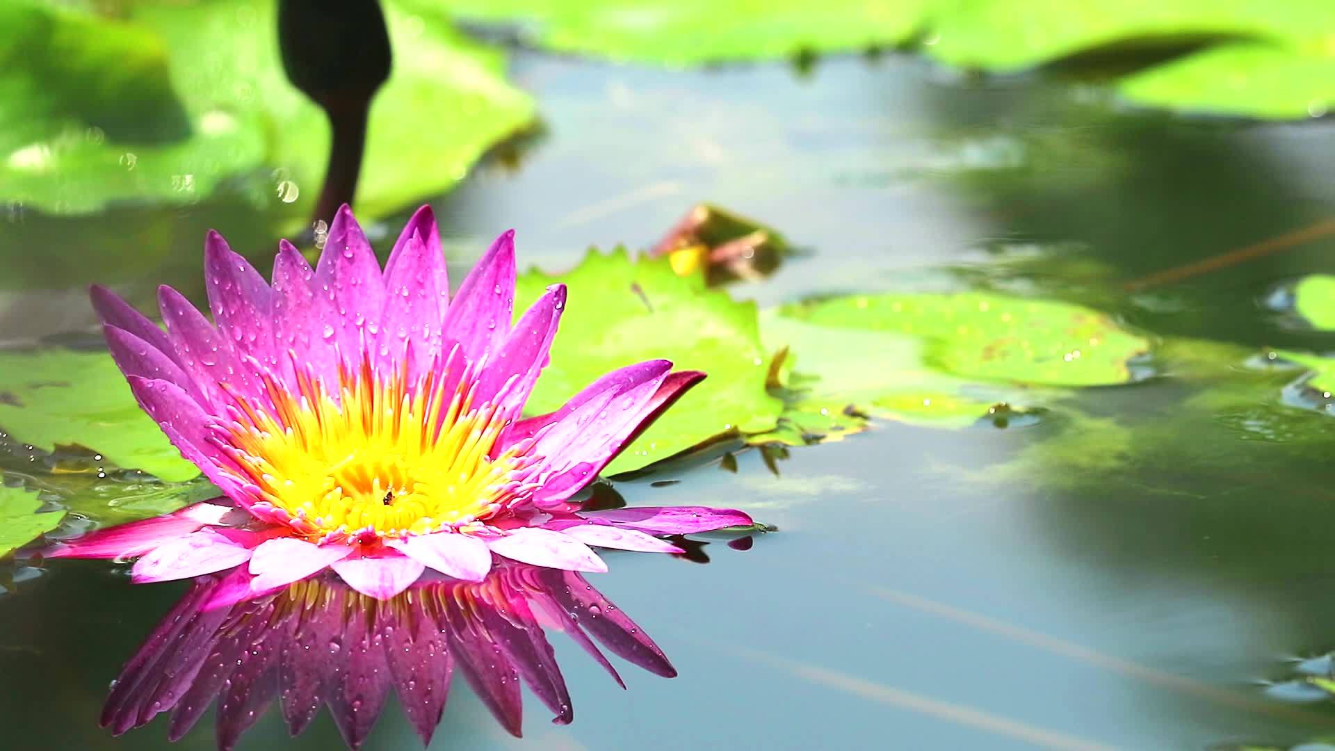 粉红色的花朵在池塘中茁壮成长叶子上的雨反射2视频的预览图