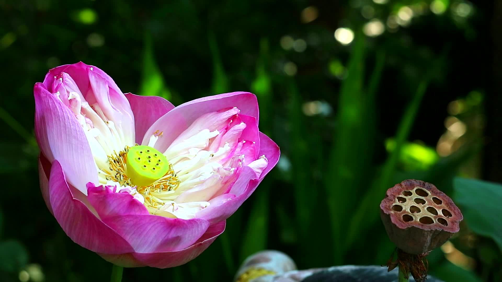 花园里的花和干枝开花1视频的预览图