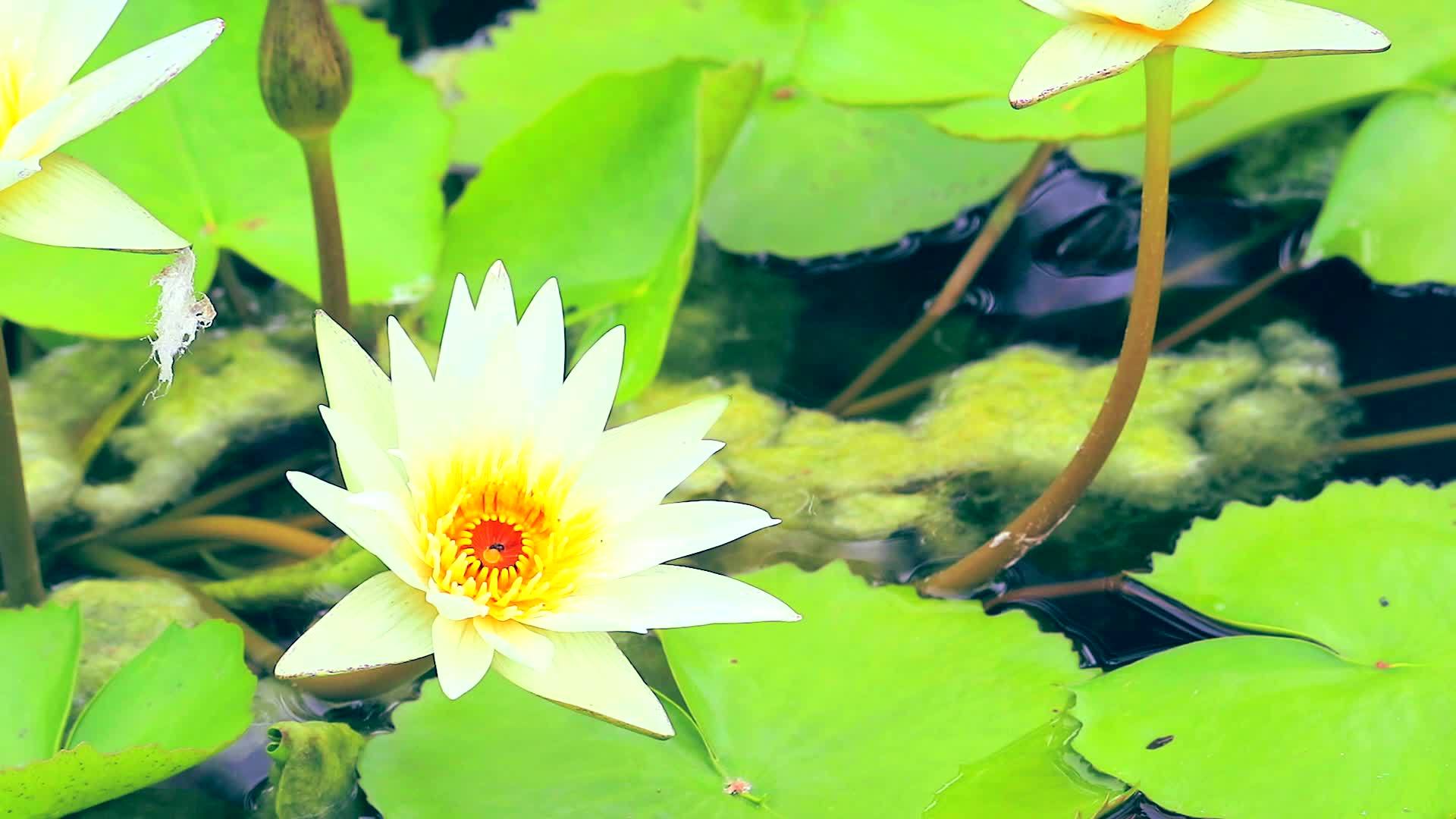池塘里的荷花有白色的花瓣颜色视频的预览图