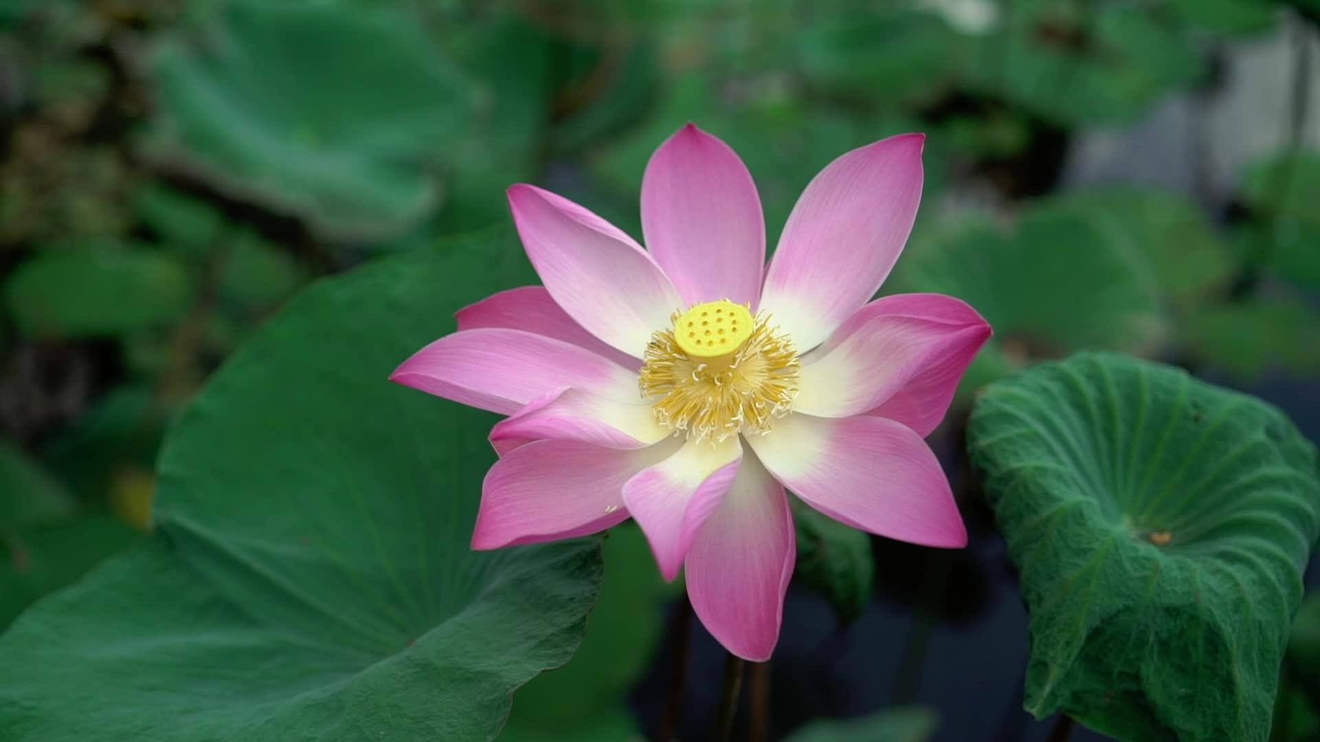 美丽的粉色莲花视频的预览图