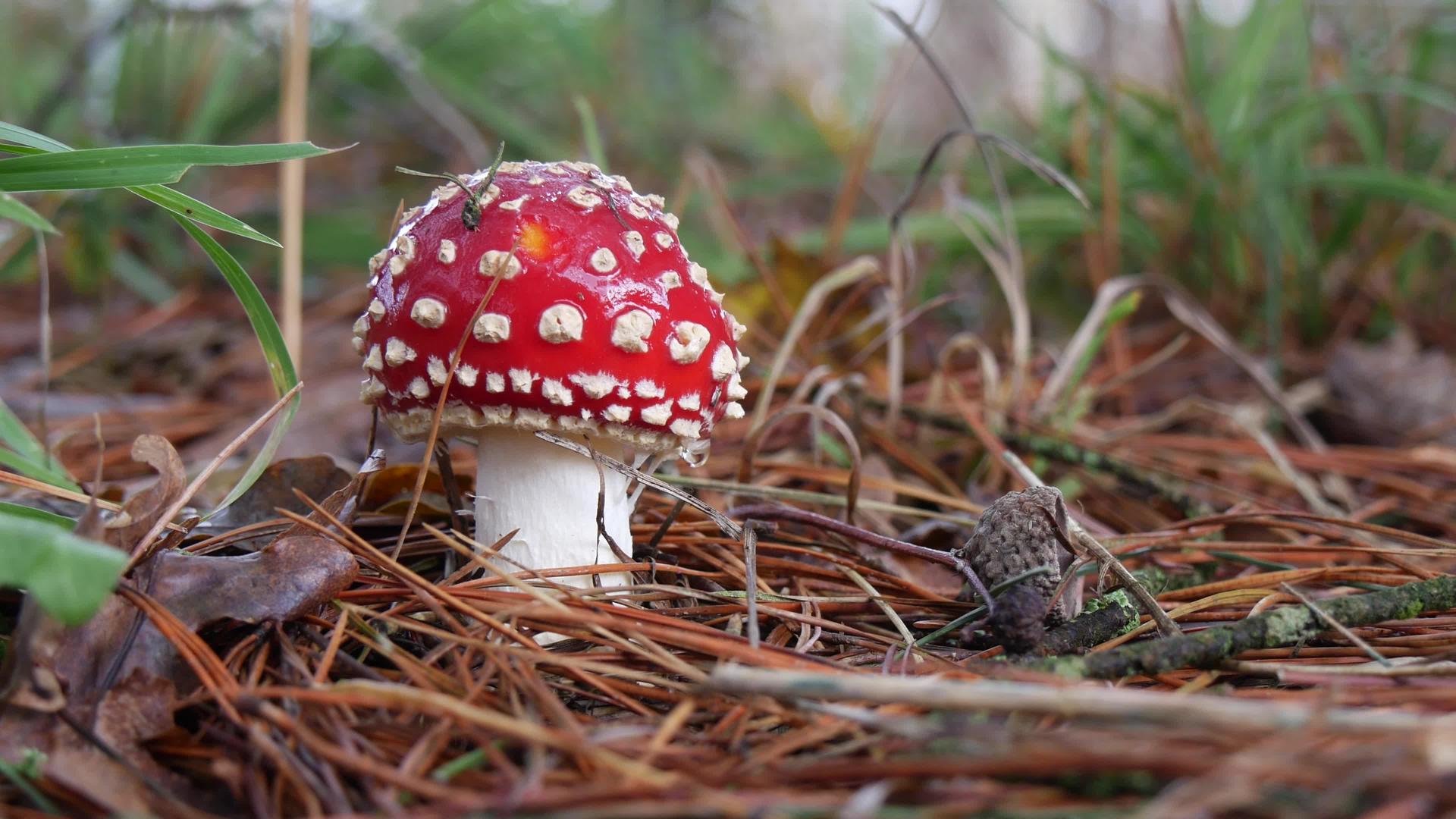 草地中的红毒蘑菇视频的预览图