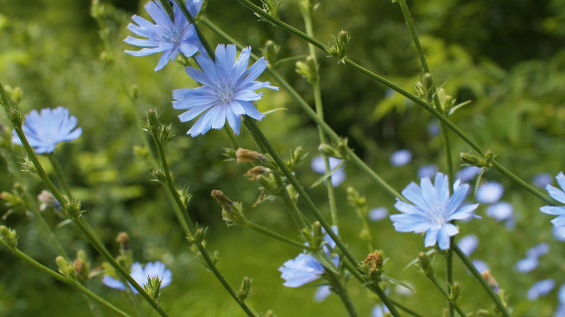 草地上的蓝花视频的预览图