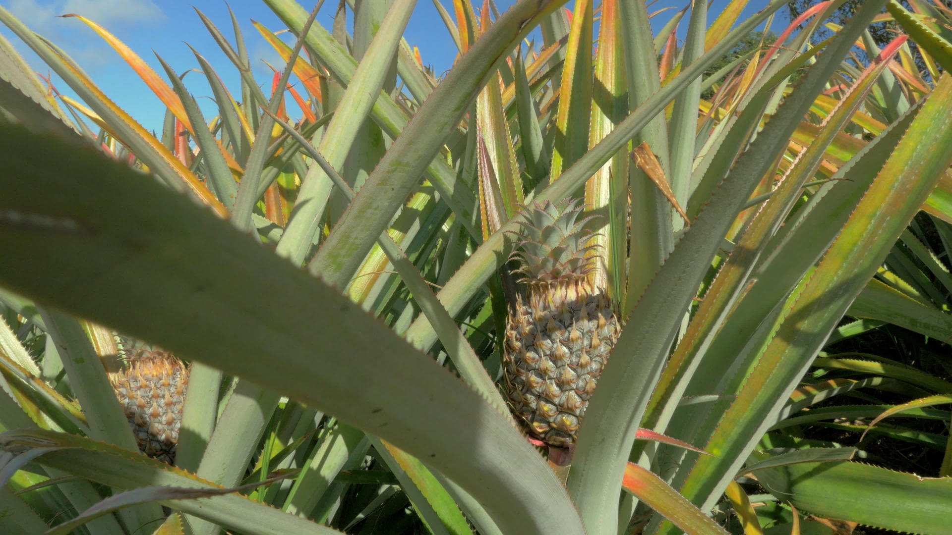 夏天的菠萝种植场面对蓝天毛里休斯岛视频的预览图
