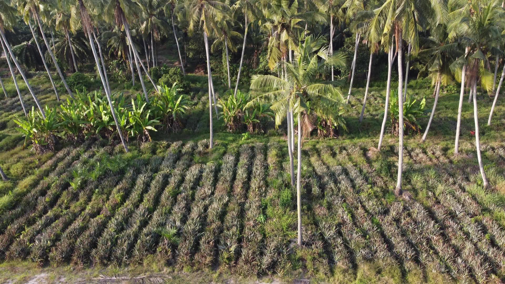 菠萝农场种植的椰子树视频的预览图