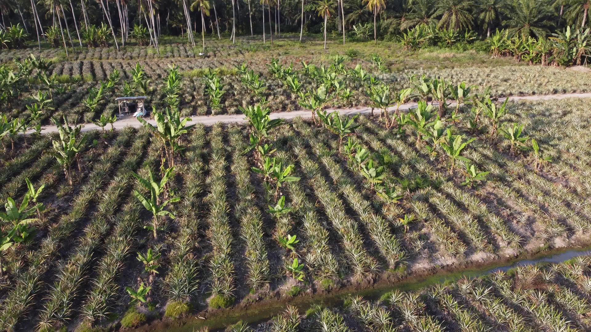种植菠萝和香蕉树视频的预览图