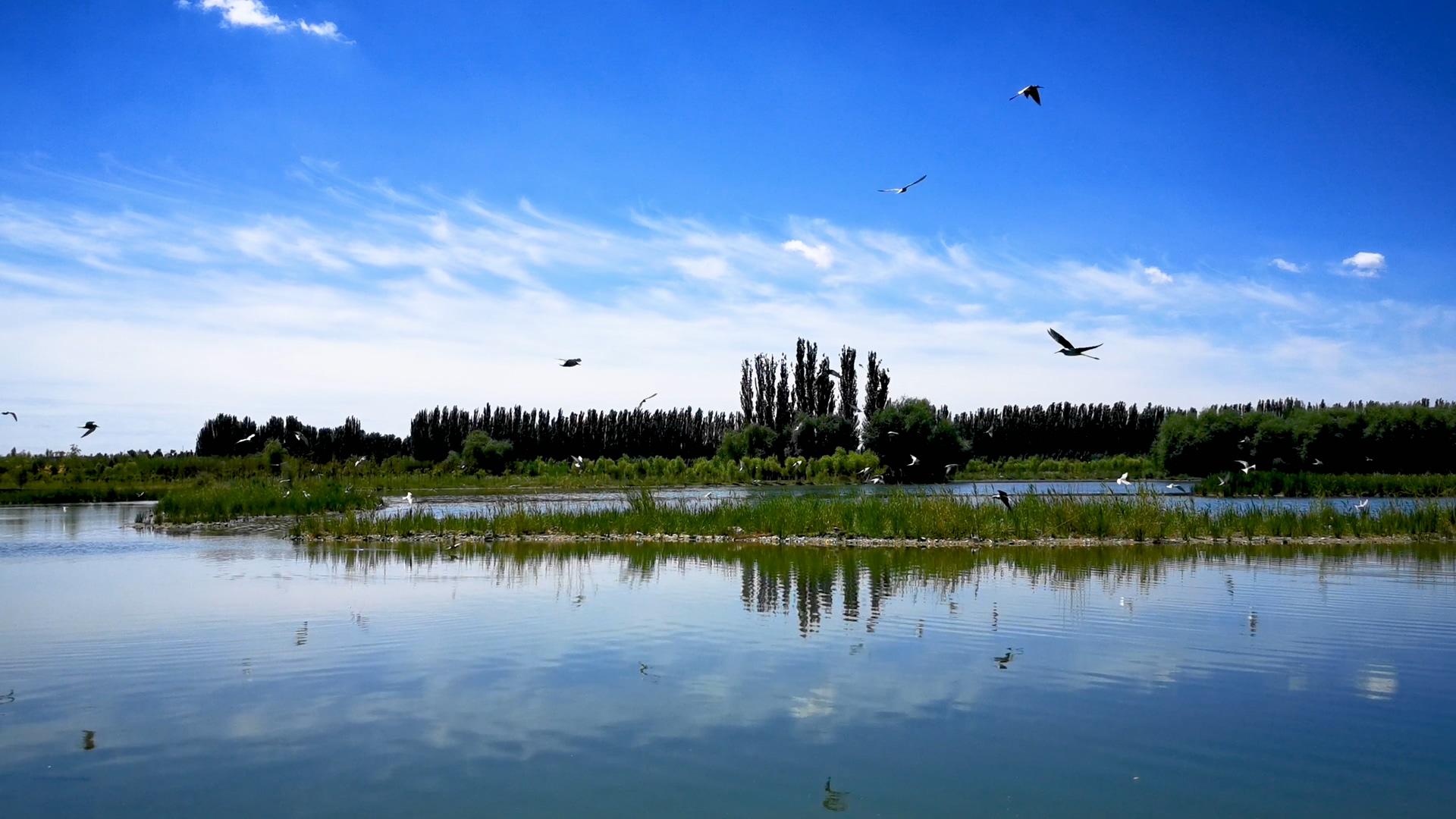 4K新疆阿克苏国家湿地公园候鸟飞舞视频素材视频的预览图