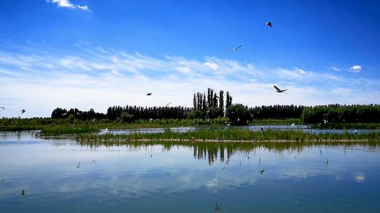 4K新疆阿克苏国家湿地公园候鸟飞舞视频素材视频的预览图
