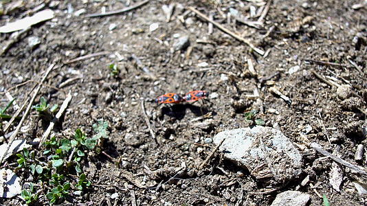 火虫交配关闭或两个相连的火虫pyrrhocoris视频的预览图