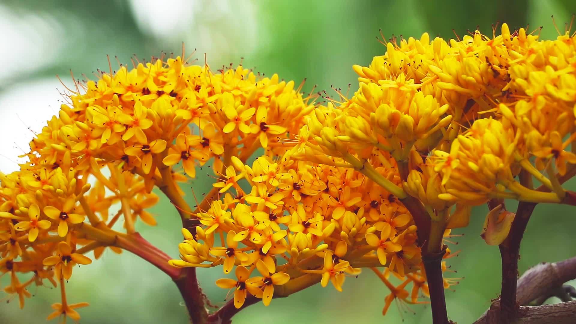 无忧无虑的树黄花束红花在萨拉卡花园视频的预览图