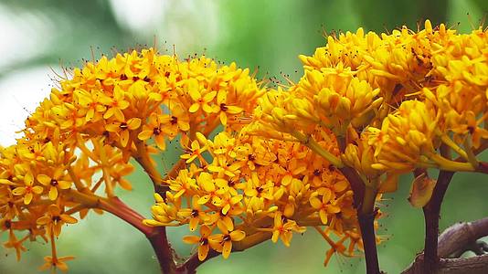无忧无虑的树黄花束红花在萨拉卡花园视频的预览图