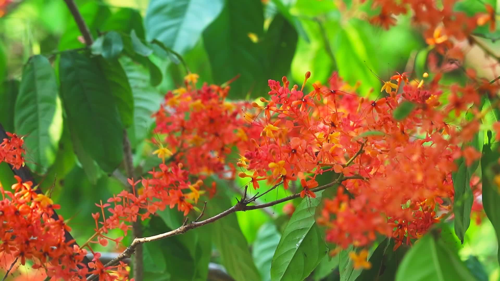 萨拉卡花园里的无忧树花束视频的预览图