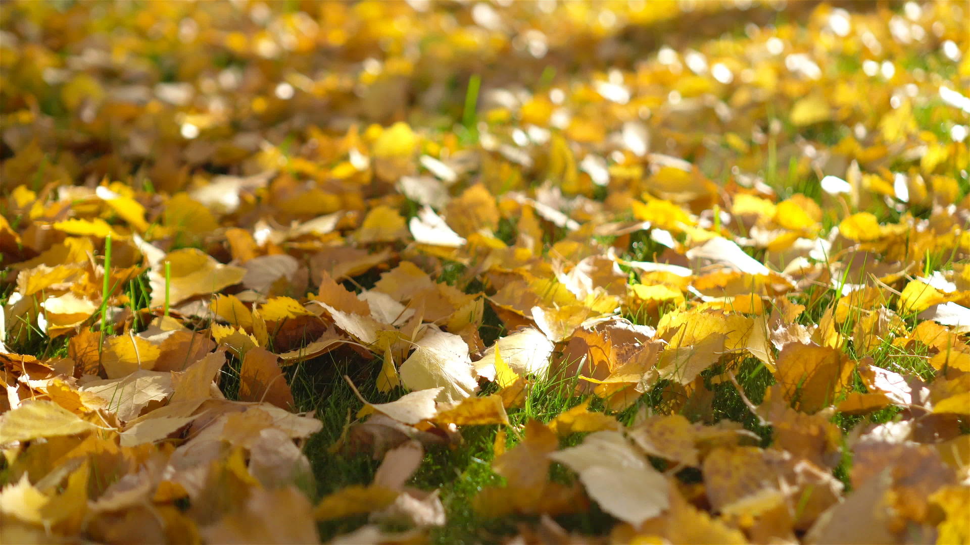 在清晨的阳光下黄秋秋在草地上落叶视频的预览图