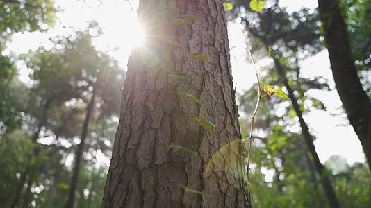 秋日阳光从树林中穿过视频的预览图