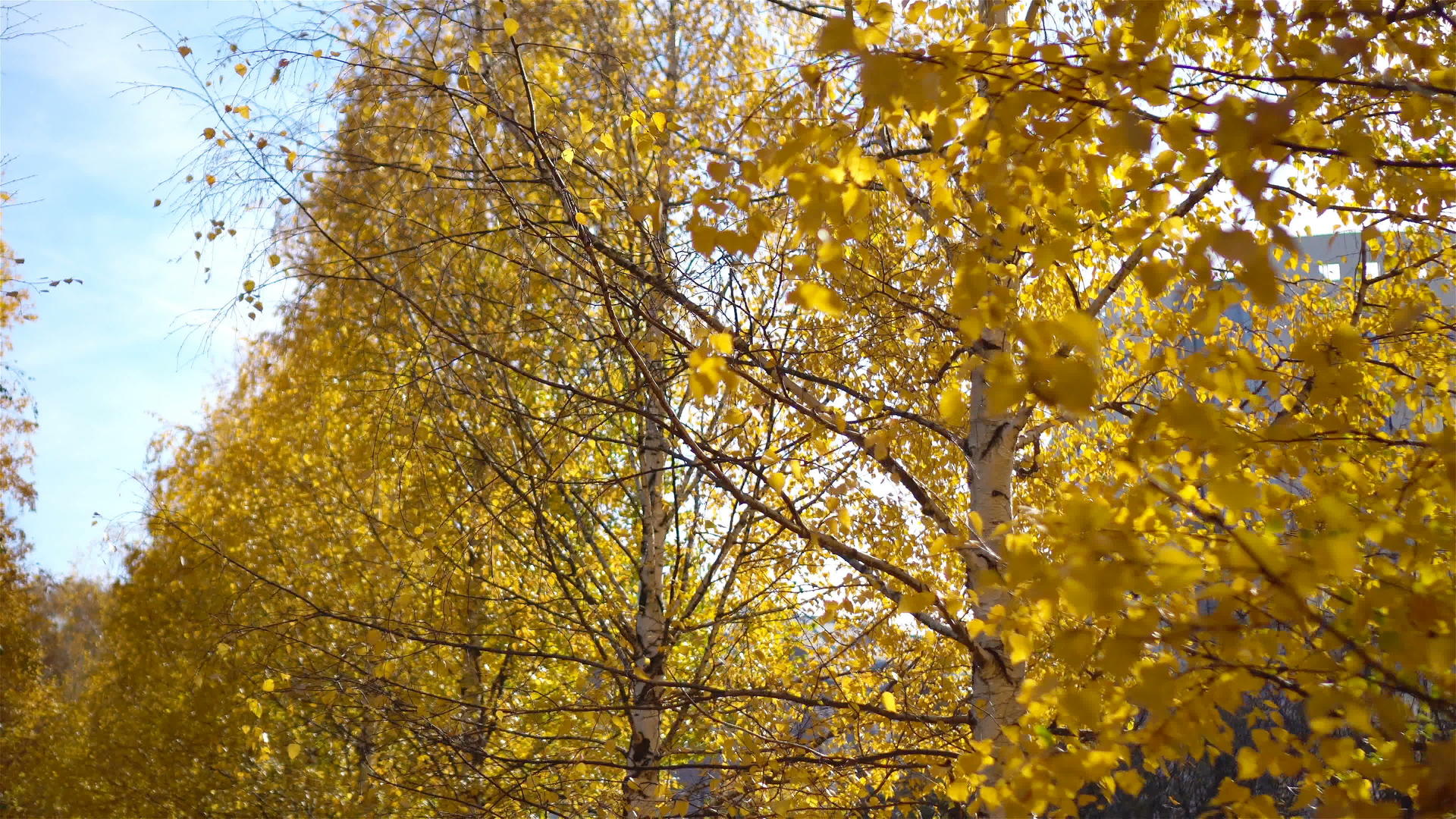 清晨阳光下树上的黄色秋叶视频的预览图