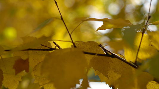 清晨阳光下树上的黄色秋叶视频的预览图