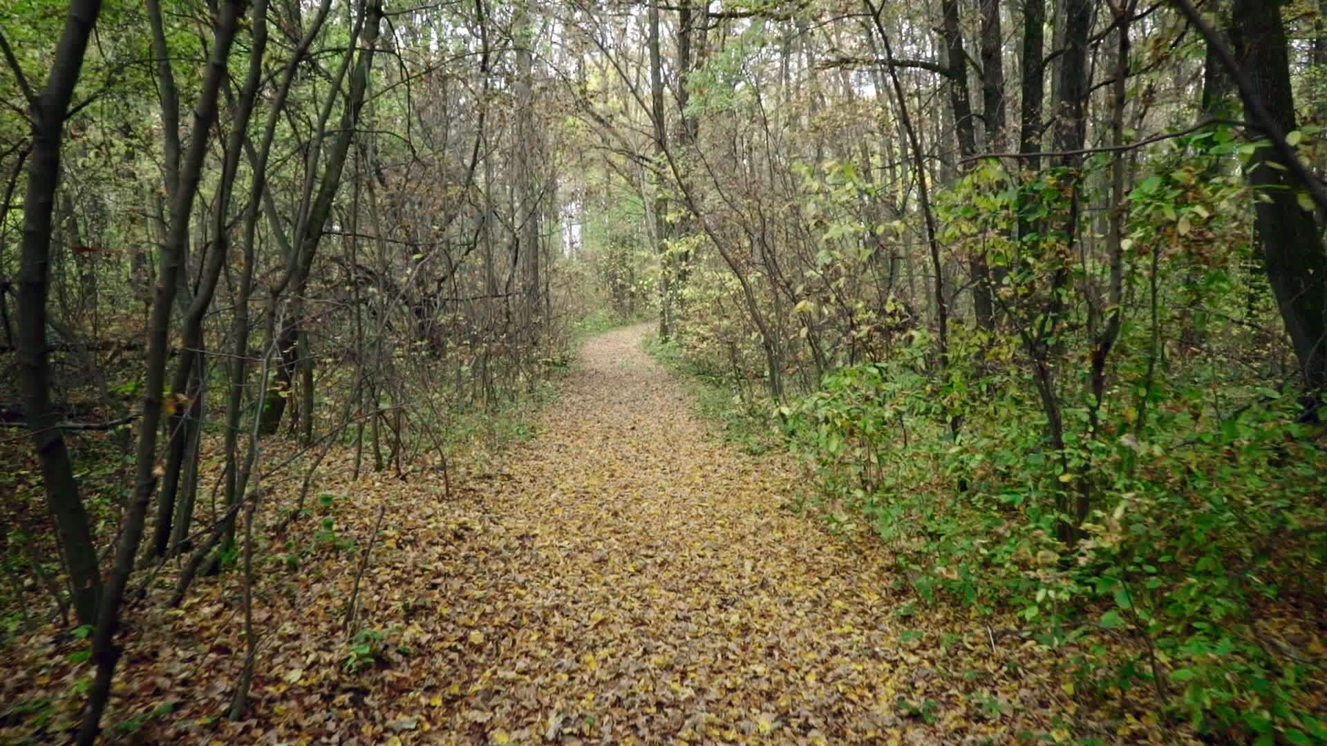 森林路径中视频的预览图