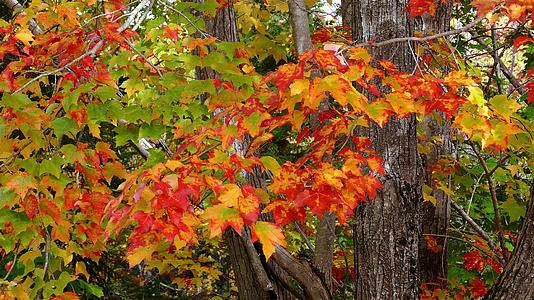 在树上红、黄、橙和绿色的棕色叶子紧贴秋天的彩色叶子视频的预览图