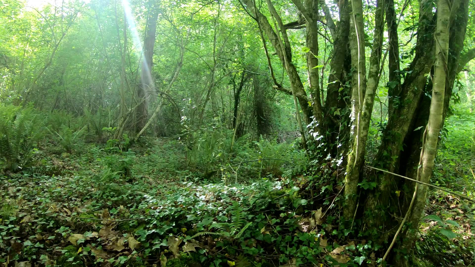 森林中的小流水视频的预览图