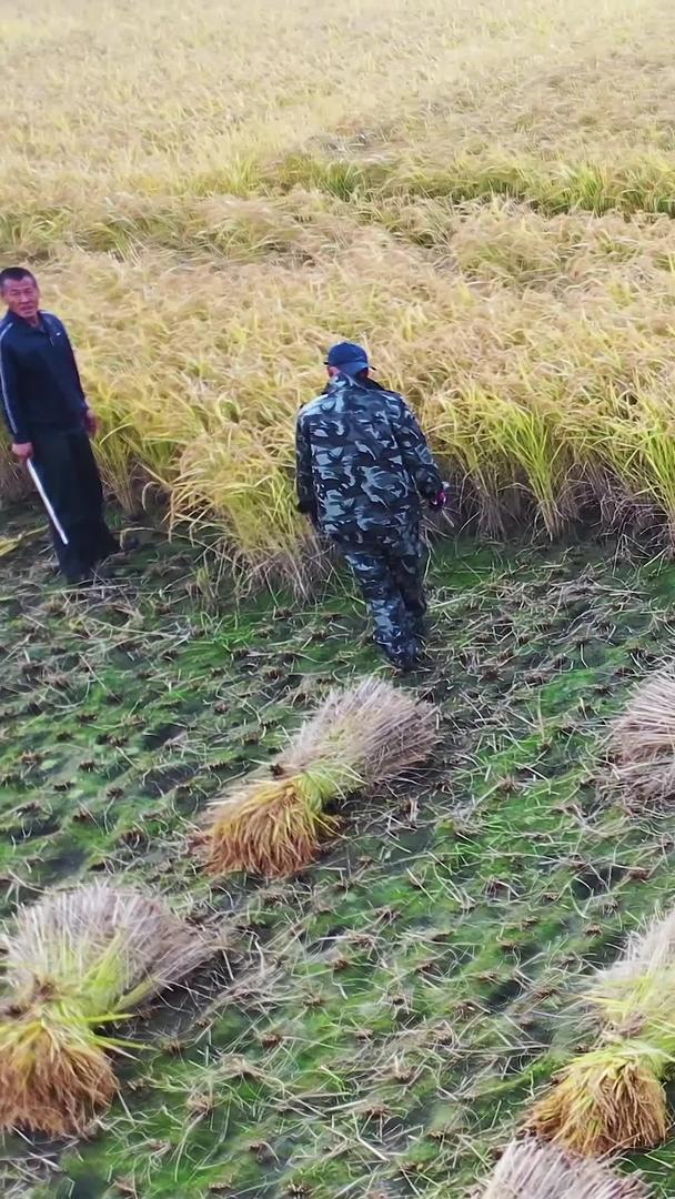从多个角度近距离航拍稻田收获的农民视频的预览图