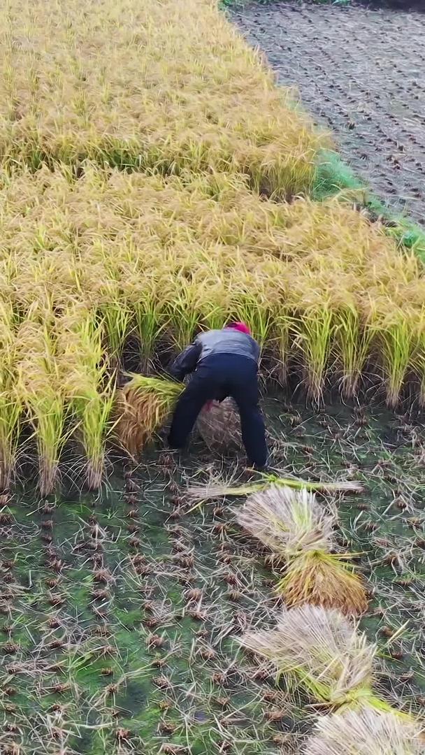 从多个角度近距离航拍稻田收获的农民视频的预览图