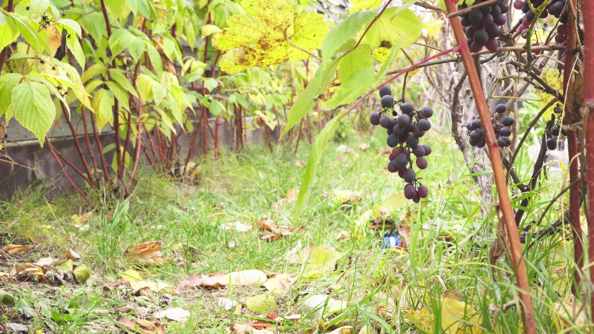 一群成熟的黑葡萄挂在自己的葡萄园里视频的预览图