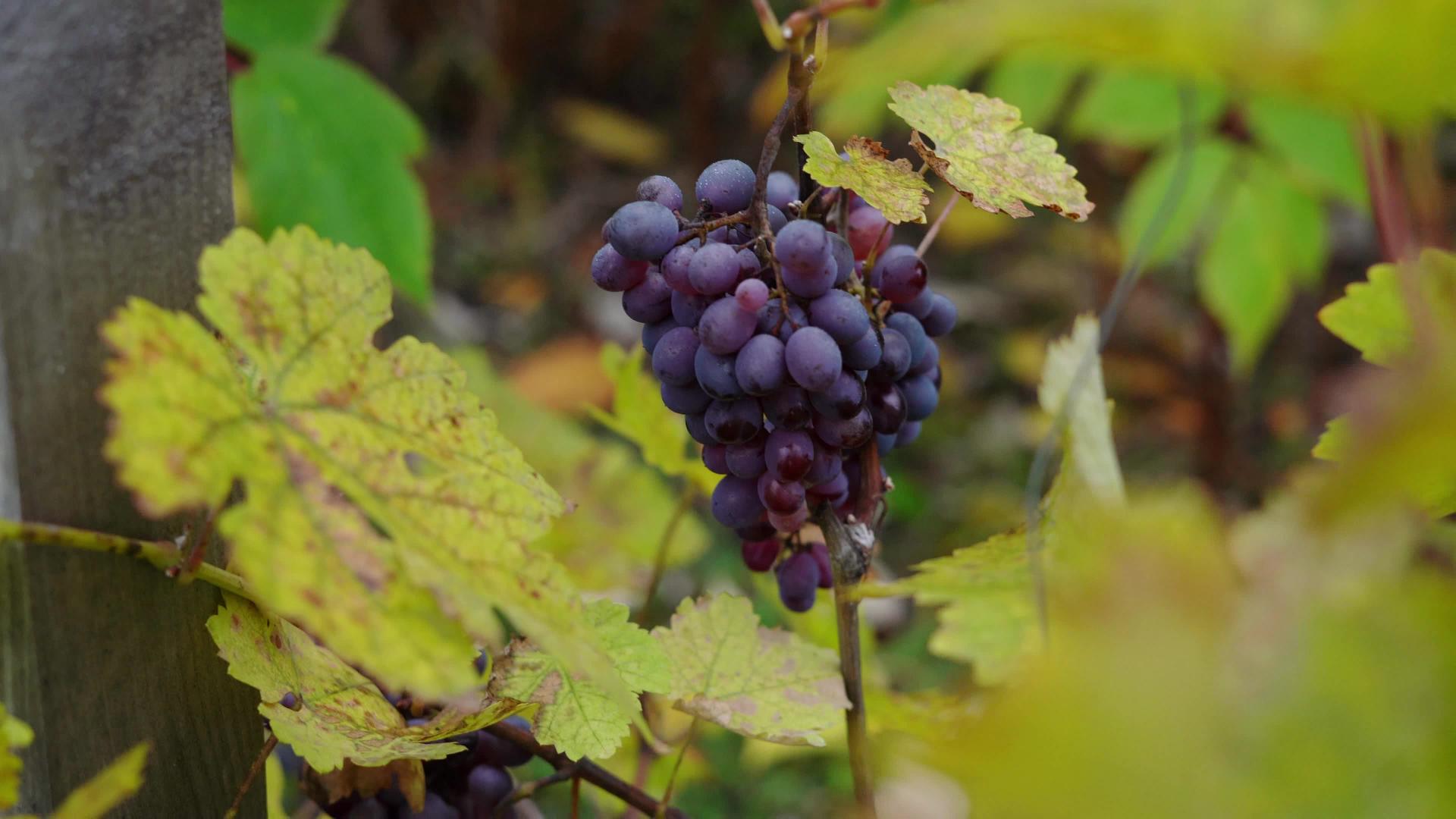 一群成熟的黑葡萄挂在自己的葡萄园里视频的预览图
